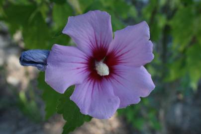 Fotografia da espécie Hibiscus syriacus