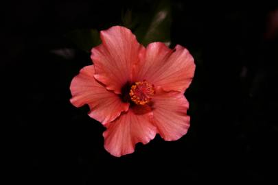 Fotografia da espécie Hibiscus syriacus