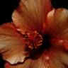 Fotografia 26 da espécie Hibiscus syriacus do Jardim Botânico UTAD