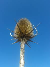 Fotografia da espécie Dipsacus fullonum