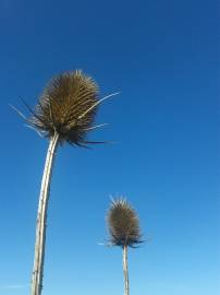 Fotografia da espécie Dipsacus fullonum