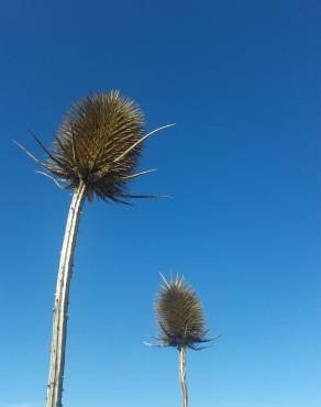 Fotografia 19 da espécie Dipsacus fullonum no Jardim Botânico UTAD