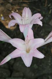 Fotografia da espécie Amaryllis belladonna