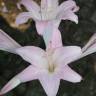 Fotografia 19 da espécie Amaryllis belladonna do Jardim Botânico UTAD