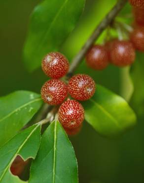 Fotografia 1 da espécie Elaeagnus umbellata no Jardim Botânico UTAD