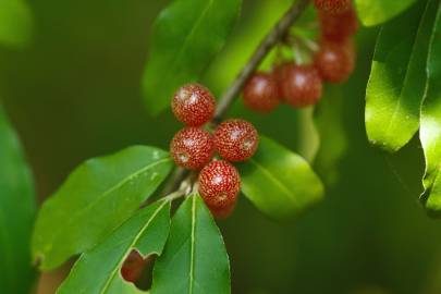 Fotografia da espécie Elaeagnus umbellata