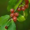 Fotografia 1 da espécie Elaeagnus umbellata do Jardim Botânico UTAD