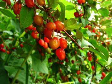 Fotografia da espécie Elaeagnus umbellata