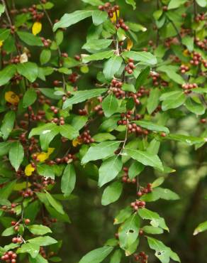 Fotografia 3 da espécie Elaeagnus umbellata no Jardim Botânico UTAD