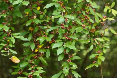 Fotografia da espécie Elaeagnus umbellata