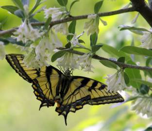 Fotografia da espécie Elaeagnus umbellata