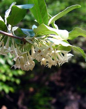 Fotografia 5 da espécie Elaeagnus umbellata no Jardim Botânico UTAD