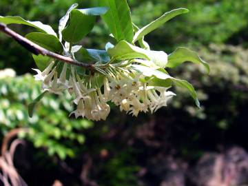 Fotografia da espécie Elaeagnus umbellata