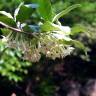 Fotografia 5 da espécie Elaeagnus umbellata do Jardim Botânico UTAD