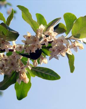 Fotografia 6 da espécie Elaeagnus umbellata no Jardim Botânico UTAD