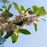 Fotografia 6 da espécie Elaeagnus umbellata do Jardim Botânico UTAD