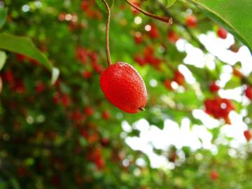 Fotografia da espécie Elaeagnus umbellata