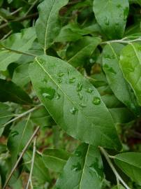 Fotografia da espécie Elaeagnus umbellata