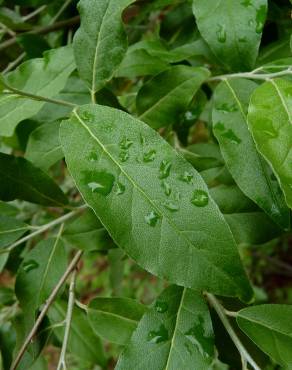 Fotografia 9 da espécie Elaeagnus umbellata no Jardim Botânico UTAD