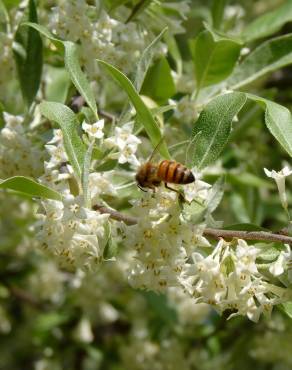 Fotografia 10 da espécie Elaeagnus umbellata no Jardim Botânico UTAD