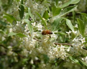 Fotografia da espécie Elaeagnus umbellata