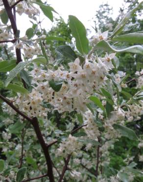 Fotografia 11 da espécie Elaeagnus umbellata no Jardim Botânico UTAD