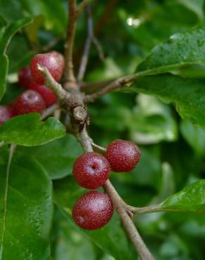 Fotografia 12 da espécie Elaeagnus umbellata no Jardim Botânico UTAD