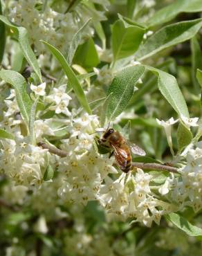 Fotografia 13 da espécie Elaeagnus umbellata no Jardim Botânico UTAD