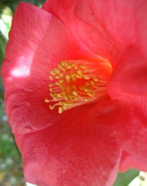 Fotografia 8 da espécie Camellia japonica var. japonica no Jardim Botânico UTAD