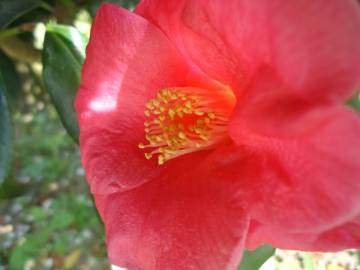 Fotografia da espécie Camellia japonica var. japonica