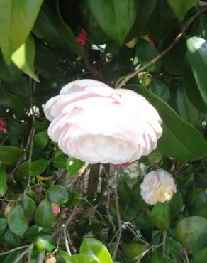Fotografia 9 da espécie Camellia japonica var. japonica no Jardim Botânico UTAD