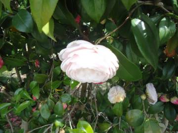 Fotografia da espécie Camellia japonica var. japonica