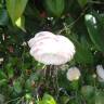 Fotografia 9 da espécie Camellia japonica var. japonica do Jardim Botânico UTAD