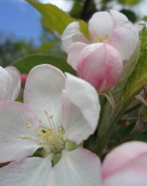 Fotografia 14 da espécie Malus domestica no Jardim Botânico UTAD