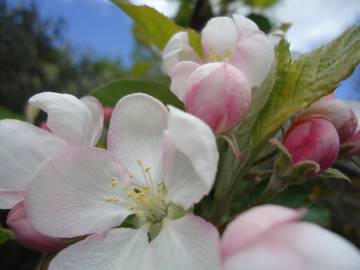 Fotografia da espécie Malus domestica