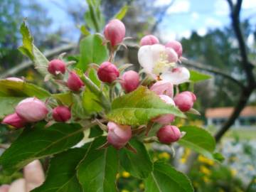 Fotografia da espécie Malus domestica