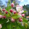 Fotografia 15 da espécie Malus domestica do Jardim Botânico UTAD