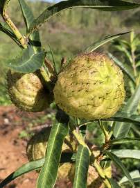 Fotografia da espécie Gomphocarpus physocarpus