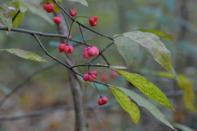 Fotografia da espécie Euonymus europaeus