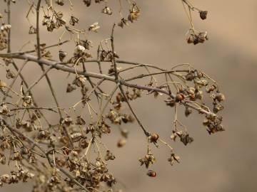 Fotografia da espécie Euonymus europaeus