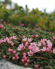 Fotografia da espécie Loiseleuria procumbens