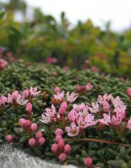 Loiseleuria procumbens