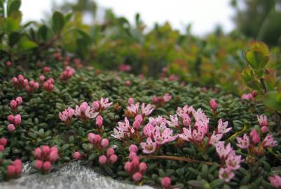 Fotografia da espécie Loiseleuria procumbens