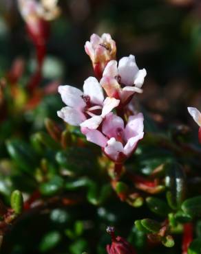 Fotografia 3 da espécie Loiseleuria procumbens no Jardim Botânico UTAD