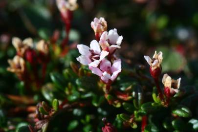 Fotografia da espécie Loiseleuria procumbens