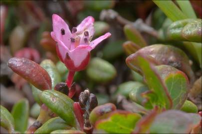 Fotografia da espécie Loiseleuria procumbens