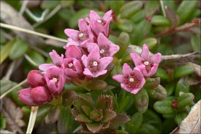 Fotografia da espécie Loiseleuria procumbens