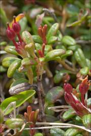 Fotografia da espécie Loiseleuria procumbens