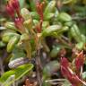 Fotografia 6 da espécie Loiseleuria procumbens do Jardim Botânico UTAD