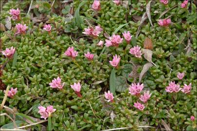 Fotografia da espécie Loiseleuria procumbens